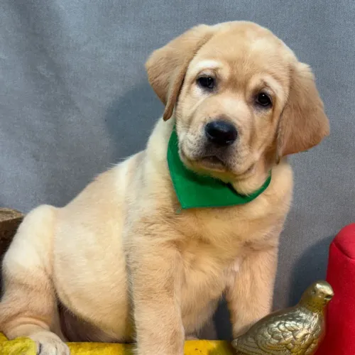 Labrador- Pura fofura genética, venha escolher o seu filhote.
