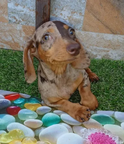 Disponível filhotes da raça basset dachshund salsicha