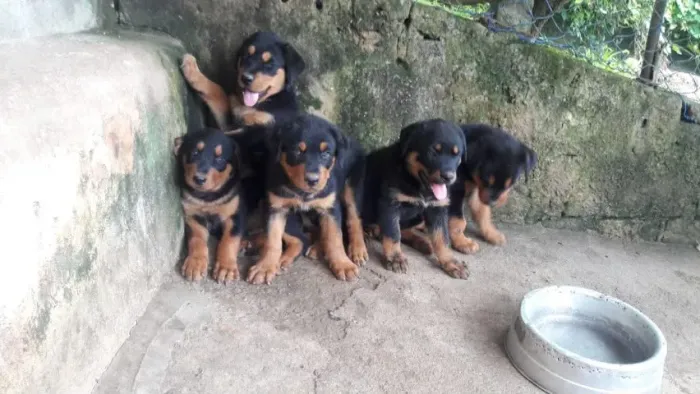 Lindos Filhotes de Rottweiler ? Reserve o Seu