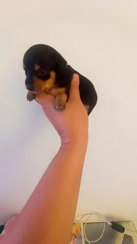 Pinscher zerinho fêmea ( rabinho cotó) minúscula