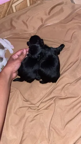 Cachorro da  raça shihtzu