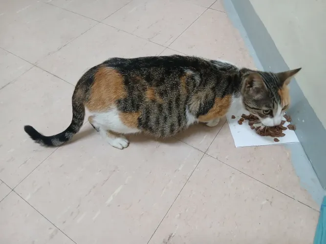 Doação de uma gatinha