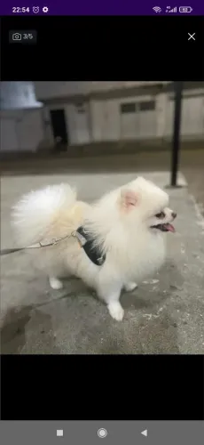 Sptiz alemão pra cruza 