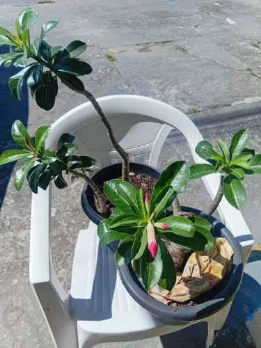 Rosa do Deserto 
