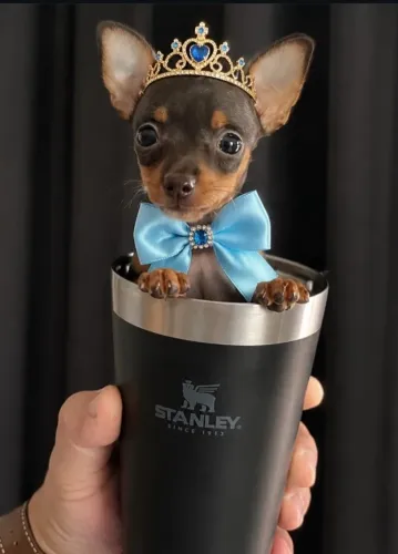 Pinscher 00 -Seu filhote entregue hoje mesmo no seu lar 