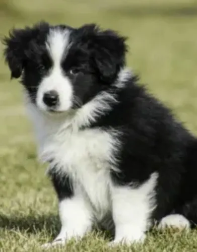Filhote bordercollie