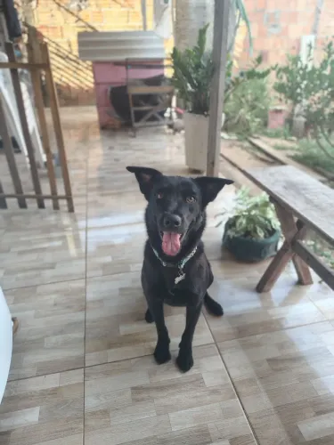 cachorra para adoção 