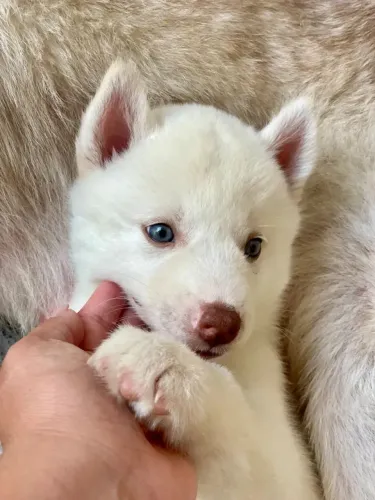 Husky siberiano Faça Seu Amor Se Apaixonar Novamente Neste Dia dos Namorados