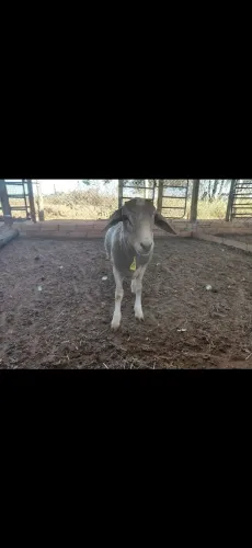 Cordeiro a venda 