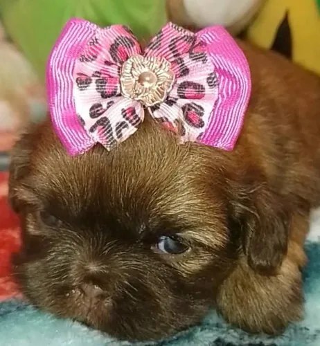 Shiht chocolate menina pedigree 