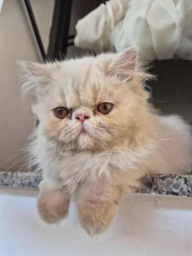 Gato Persa