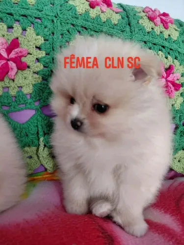 VENDE LULU  DA POMERANIA ANÃO  BABY FACE 