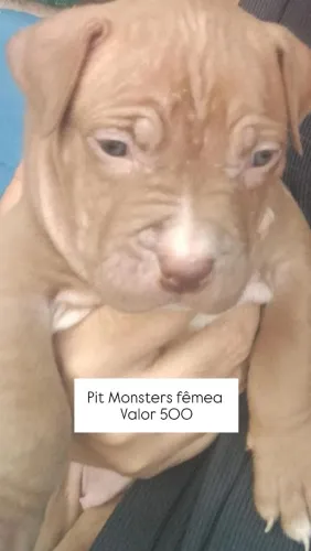 Pit Monsters fêmeas disponível