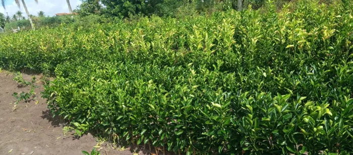 Muda de laranja enchertada