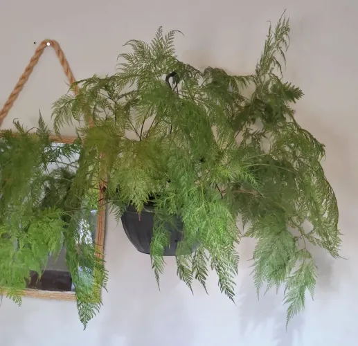 Samambaia renda portuguesa gigante 