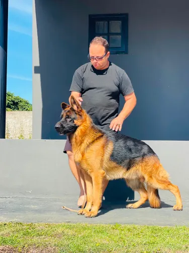 Filhotes de pastor alemão