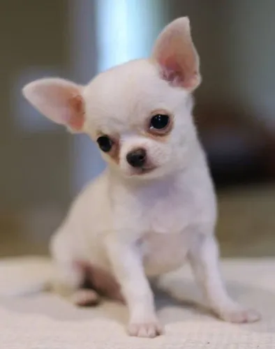 Chihuahua Um amigo que chega trazendo paz