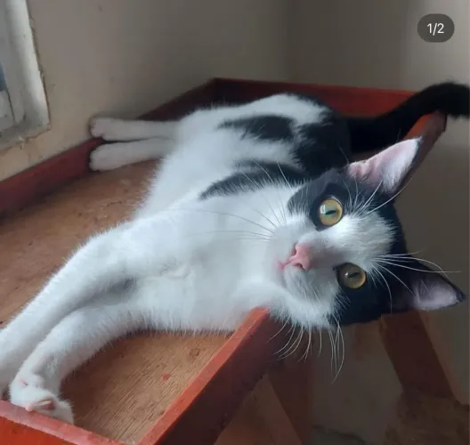 Gato SUPER carinhoso castrado e vacinado