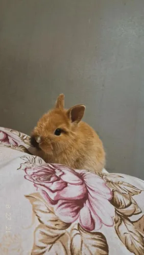 coelhinha anã mini lion