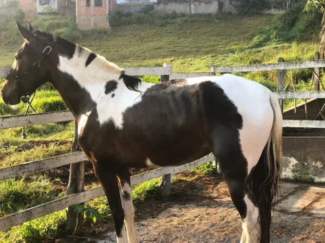ÉGUA MANGALARGA MACHADOR ?