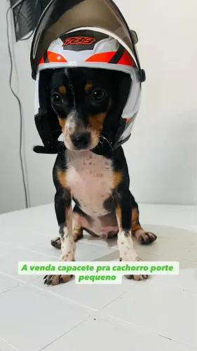 Capacete pra Pet porte pequeno