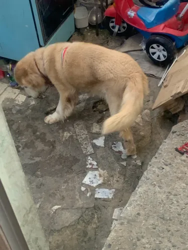 Doa se Golden Retriver