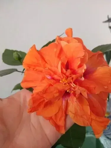 Mini hibisco