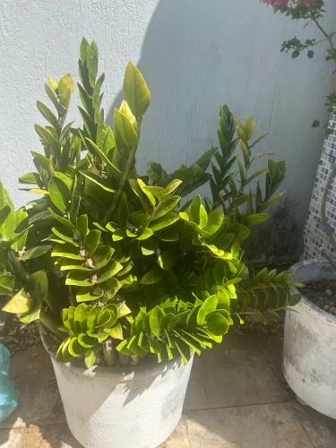 Planta primavera e zamioculca com vaso grande 