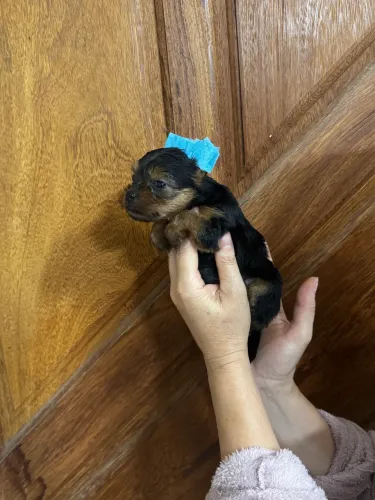 filhote de Yorkshire Terrier