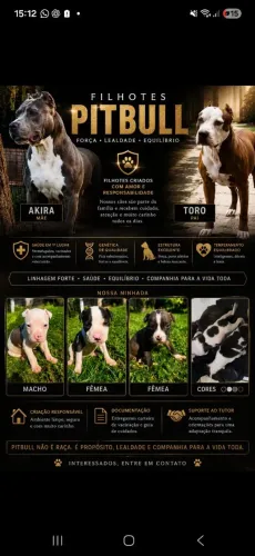 Pitbull 