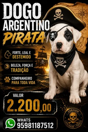 Dogo Argentino pirata
