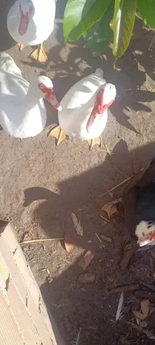 Patos 3 fêmea 1 macho