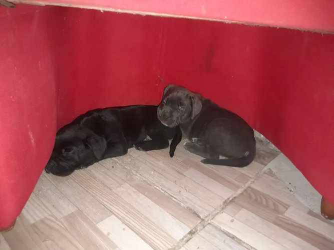 Cane corso italiano 