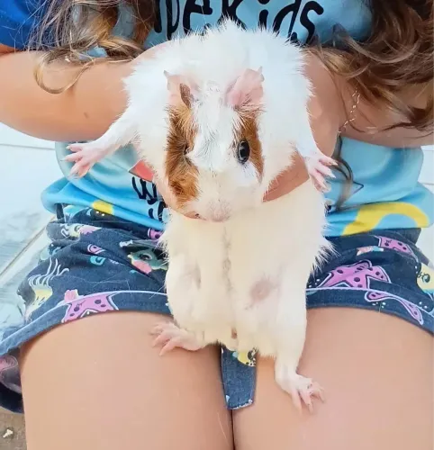 Porquinho da índia raça abissínio 