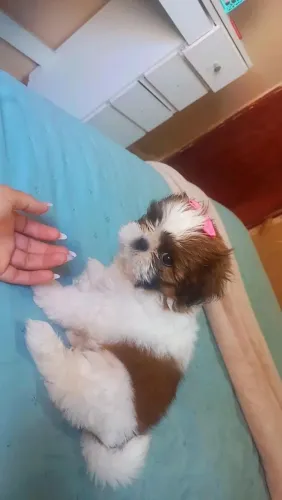 Vende se 1 shitzu fêmea 2 meses já 1 dose da vacina