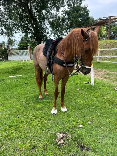 Cavalo