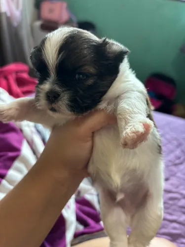 Vende-se Shitzu, todos machos