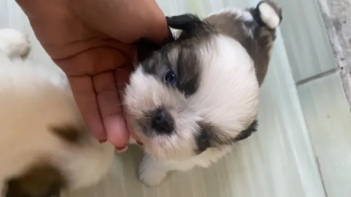 Vendo filhote de shih tzu: