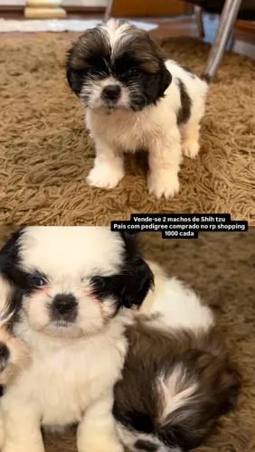 Shih Tzu filhote
