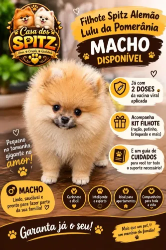 Lulu da Pomerânia/Spitz alemão