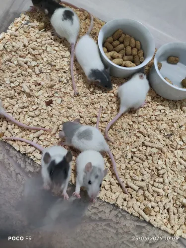 Rato Twister ?