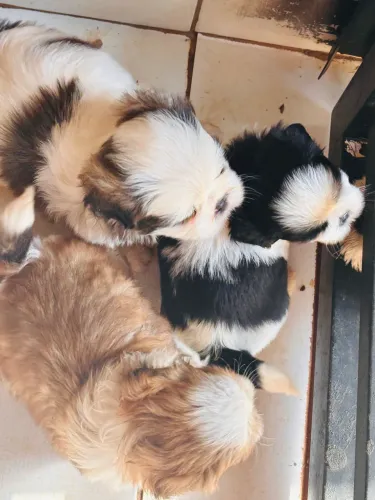 shih tzu