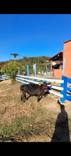 Mini vaca 89 centímetros.