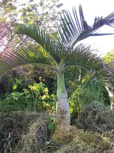 Palmeira Garrafão