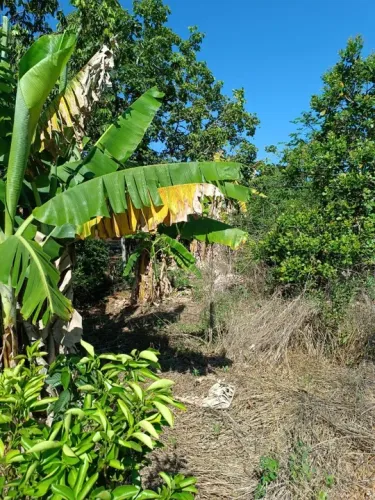 Lote Fazendinhas Pai José