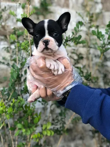 Bulldog Francês pirata/tigrado/fulvo/branco