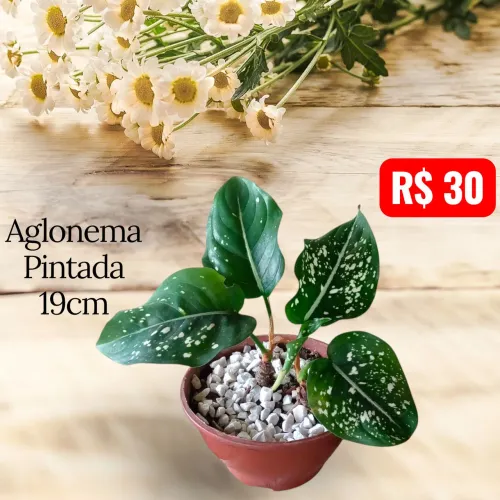 Aglonema Pintada 100% Natural