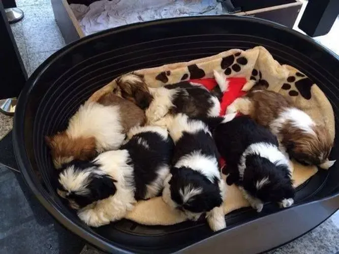 Filhotes de Shih Tzu cores diversas ?