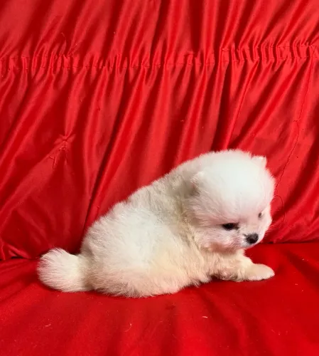 Lindos filhotes de Spitz Alemão anão