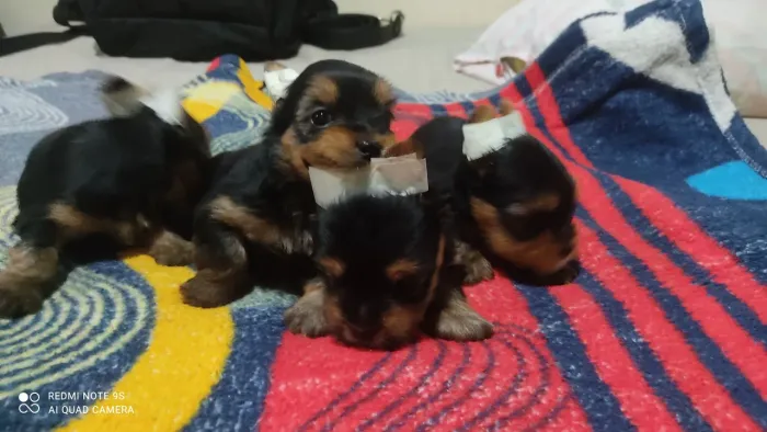 Filhotes de yorkshire a venda